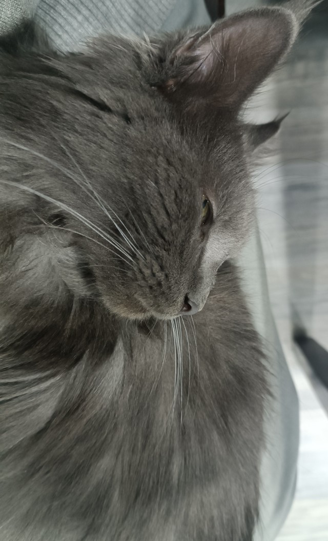 К котовторнику!)