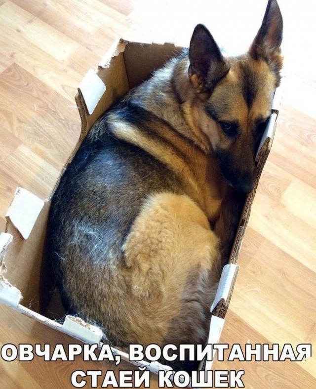 Так себе картинки 22.02.25