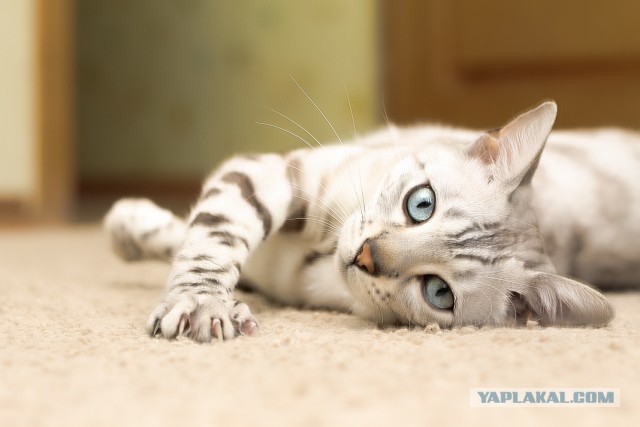 О бенгальских котах на наглядном примере