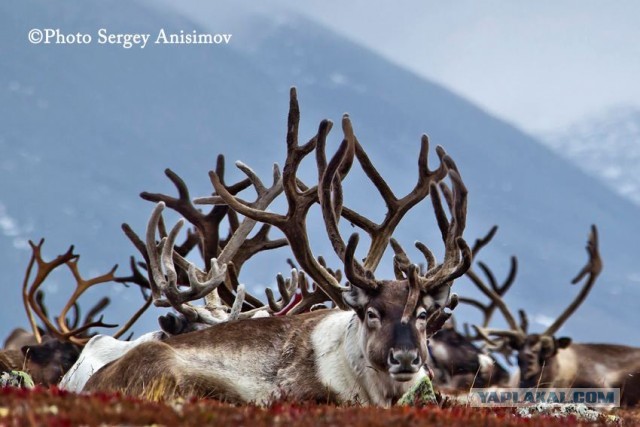 Красота! Лето на Ямале. Фото