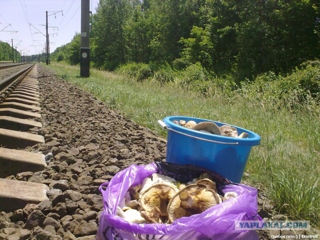 Поход за грибами,