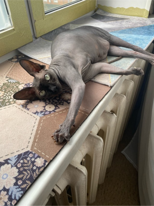 Это что, котовторник?