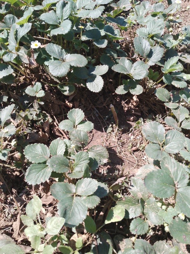 Дачники неудачники 2