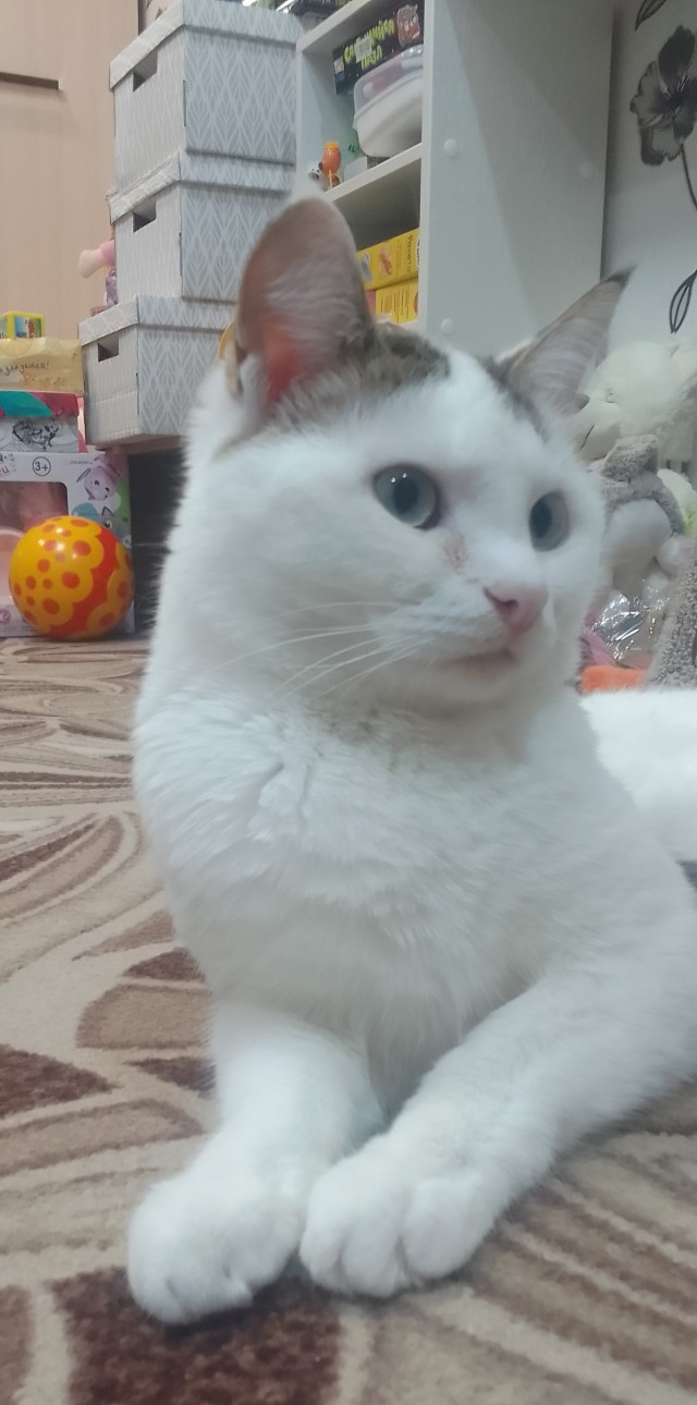 Вроде бы вторник, по этому котики
