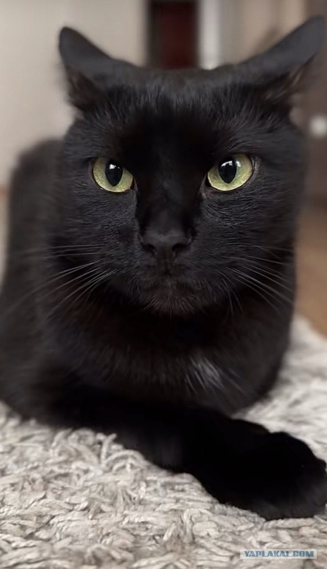 Котовтоник уже начался?