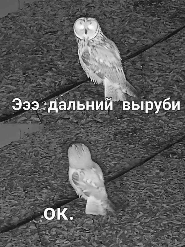 Сова 82 прилетал.