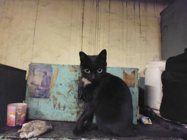 Котовторник 25.02.2014