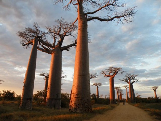 Баобабы - самые огромные деревья