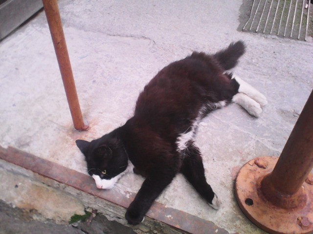 Котовторник  08.07.2014
