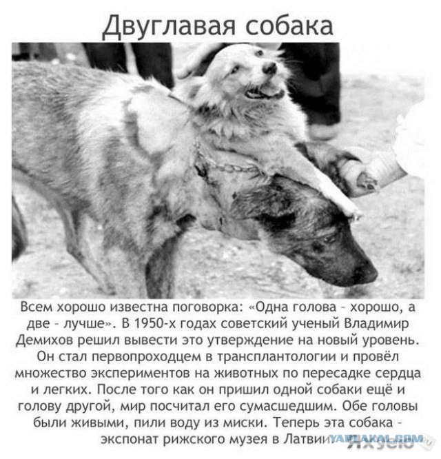 Самые аморальные эксперименты в истории