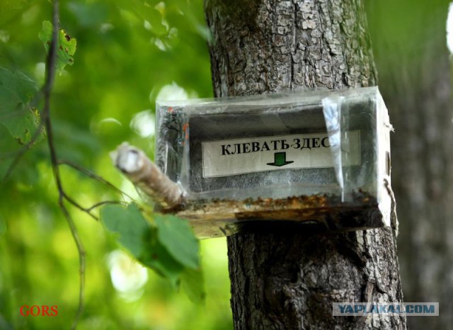 Прикольные надписи и объявления