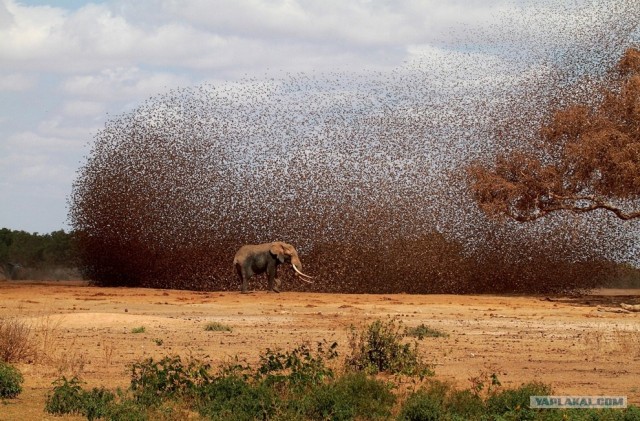 Фотоконкурс National Geographic 2012