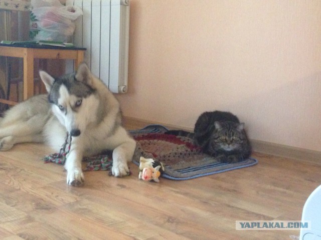Как кошка с собакой?