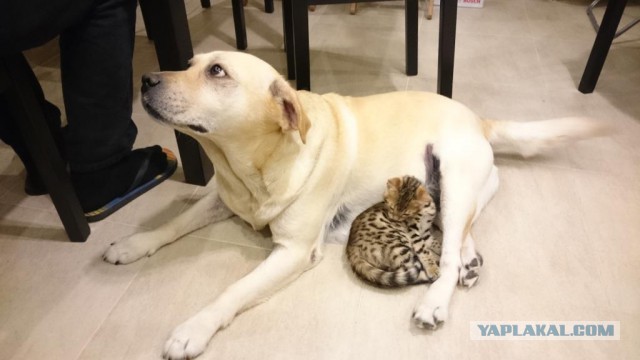 "Хозяйка, ну зачем мы завели этого монстра?"