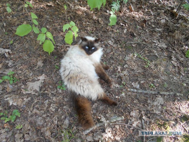 Жизнь домашнего приюта для котеек 114