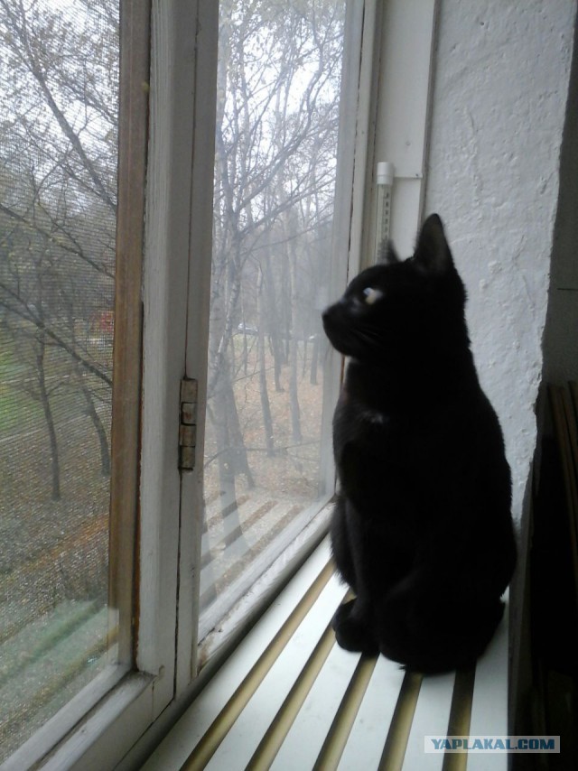 Котовторник 22.11.2016