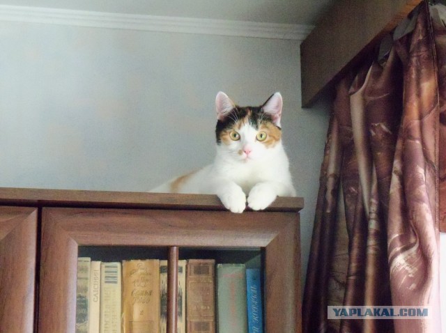Котовторник 13.12.2016