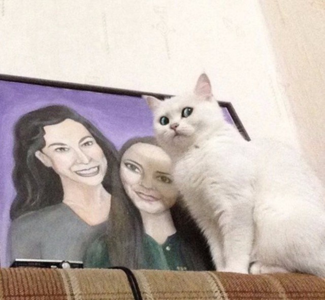 Коты и Кошки