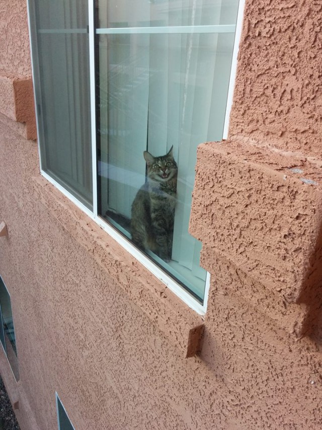 Коты и Кошки