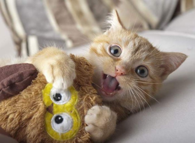 Коты и Кошки