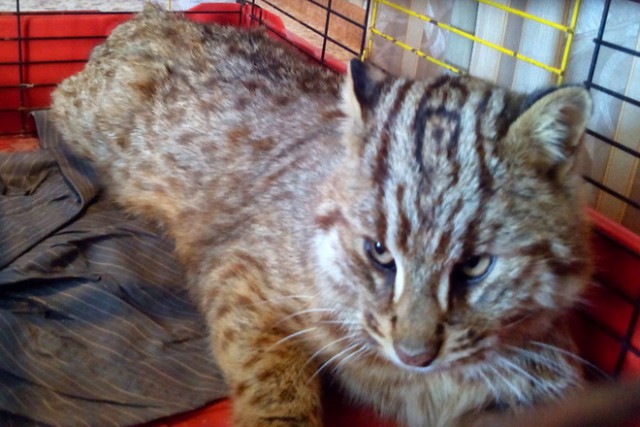 На севере Приамурья из капкана спасли дикого кота