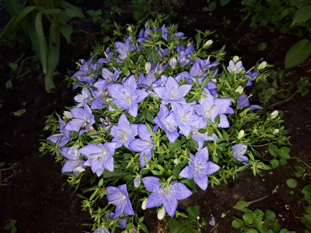 Просто Природа