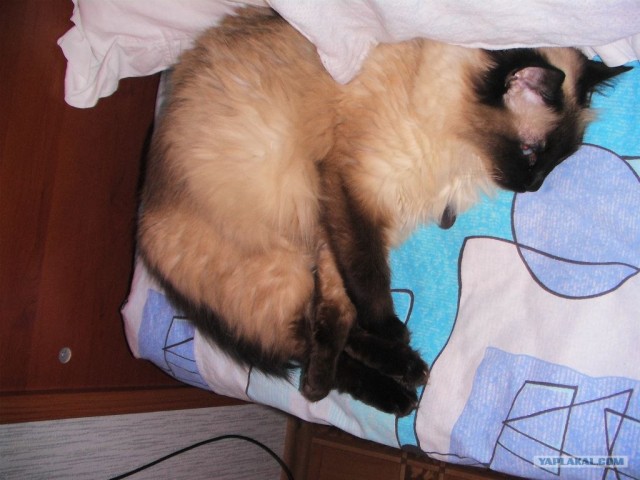 Котовторник на 03.02.2009