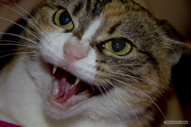 Котовторник 20.12.2011