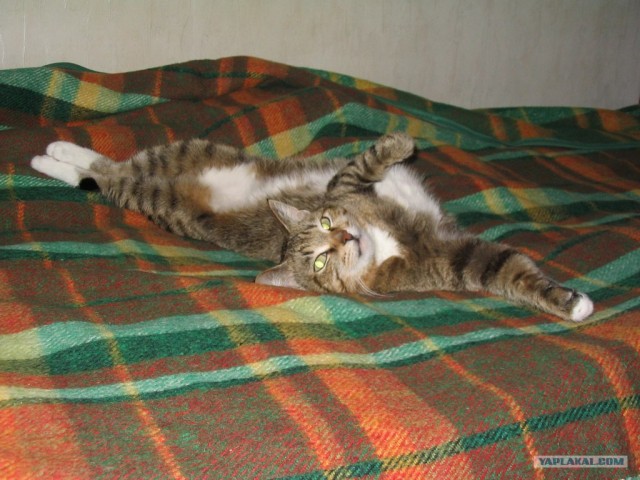 Котовторник 24.04.2012