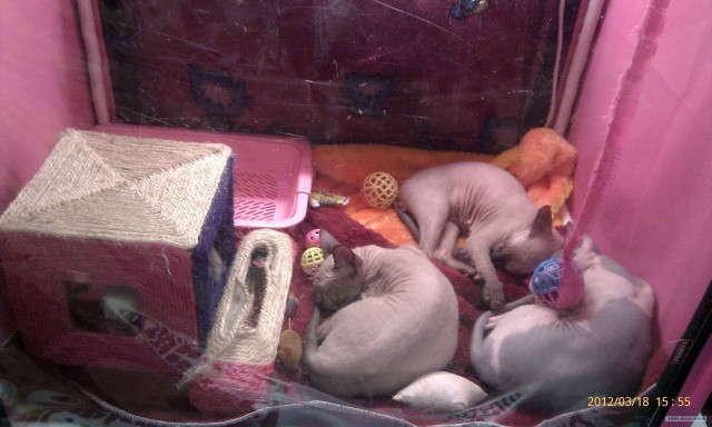 Котовторник   5.06.2012