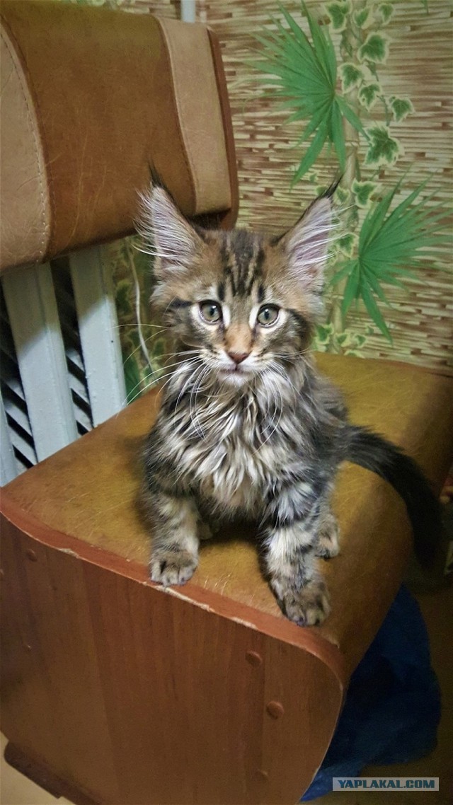 20 снимков с кисточками, доказывающих, что прекраснее мейн-кунов могут быть лишь котята мейн-кунов