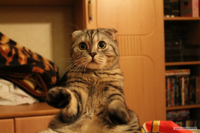 Новогодний Котовторник 01.01.2013