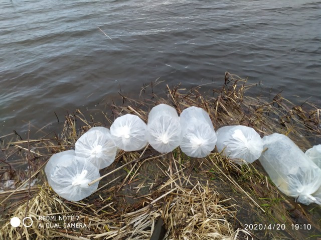 Иваньковское водохранилище зарыбляют