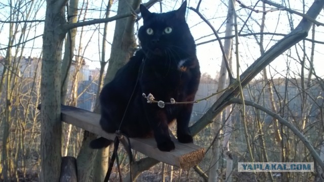 По просьбам в теме ниже. Реальный котовторник!