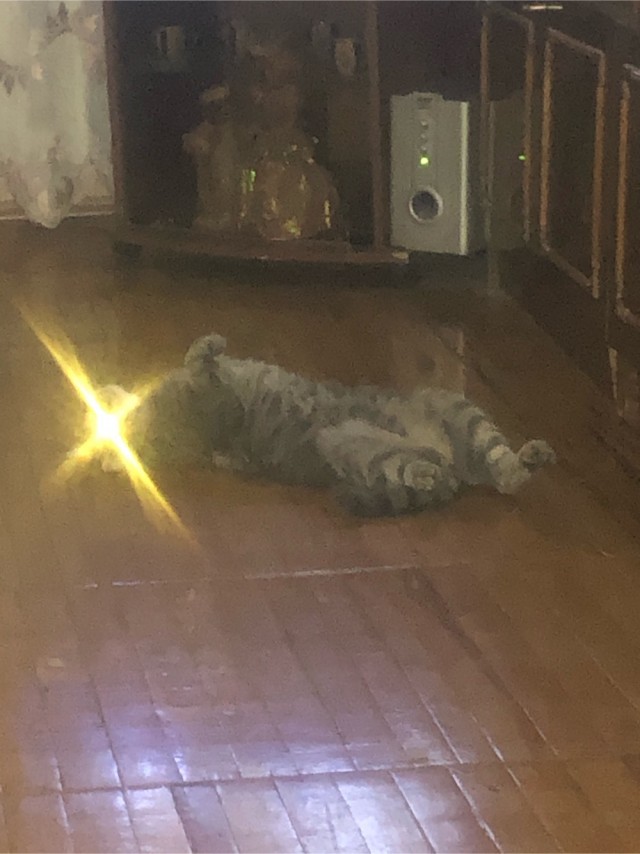 Котовторник!