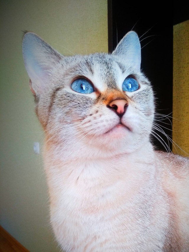 К котовторнику
