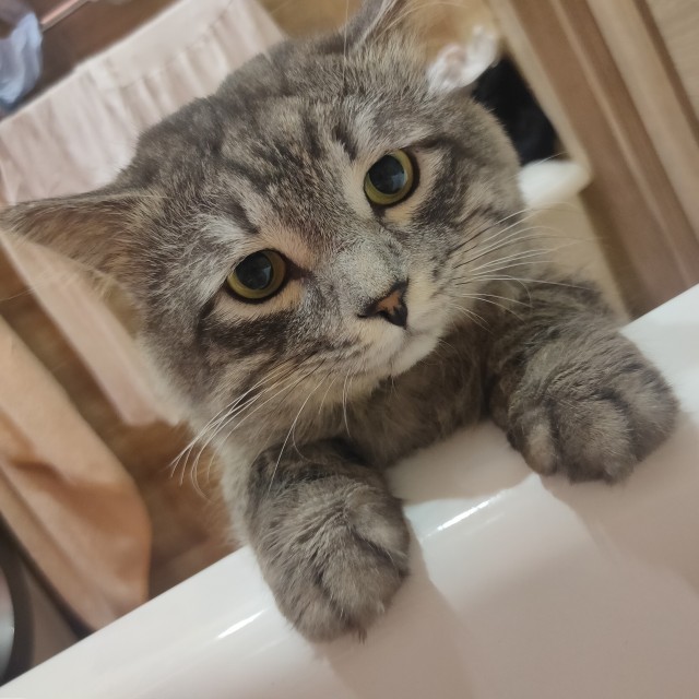 Котам начхать на вашу приватность