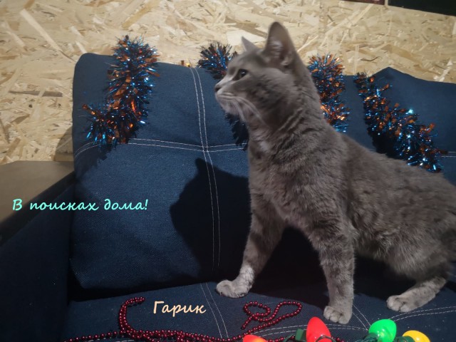 Жизнь домашнего приюта "Котоленд" 316