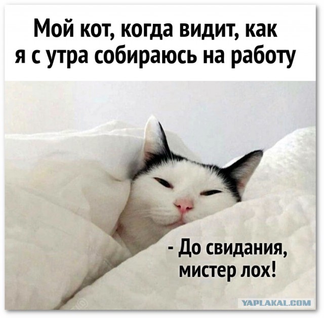 Забавные и смешные картинки на котовторник