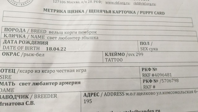 Первая фотосессия к собакочетвергу