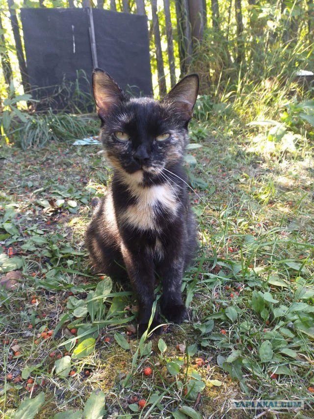 Котовторник, пополнение