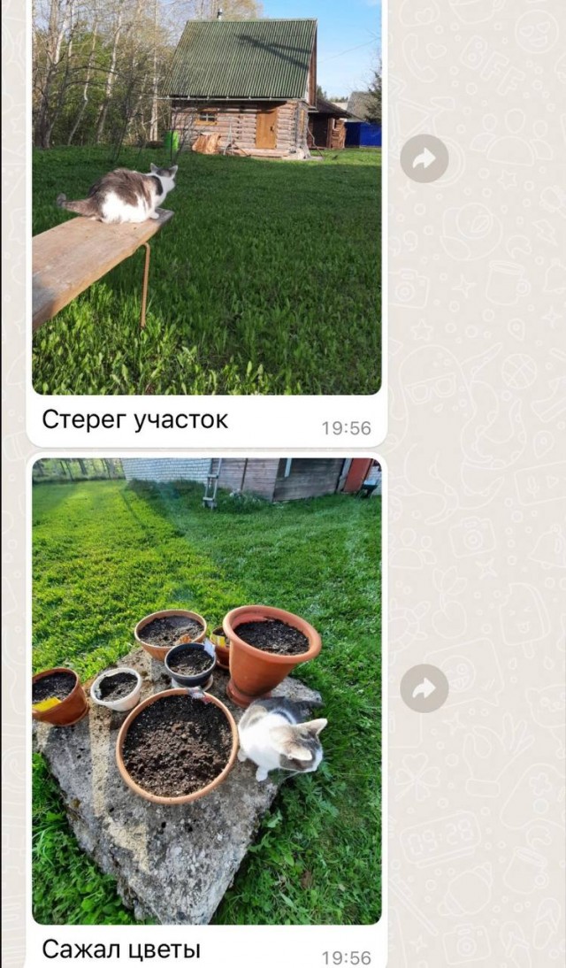 Много дел у кота на даче...