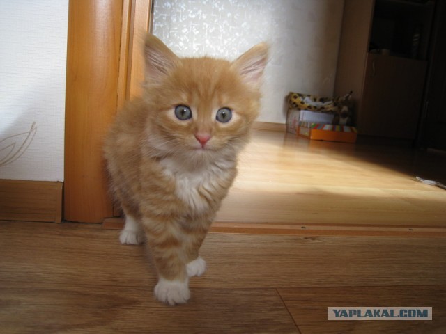 Котовторник 09.04.2013