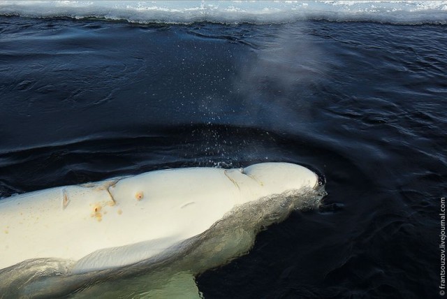 Как мы кормили белуху