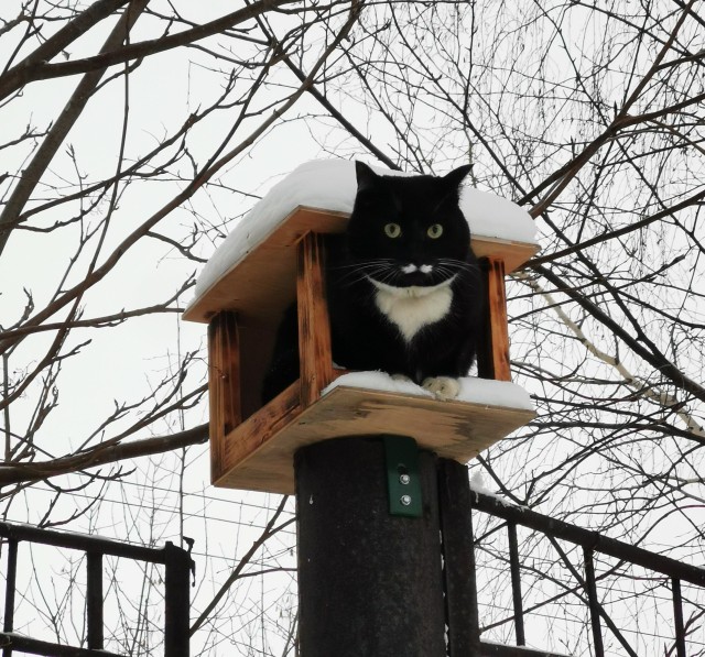 Котовторник уже пришёл?