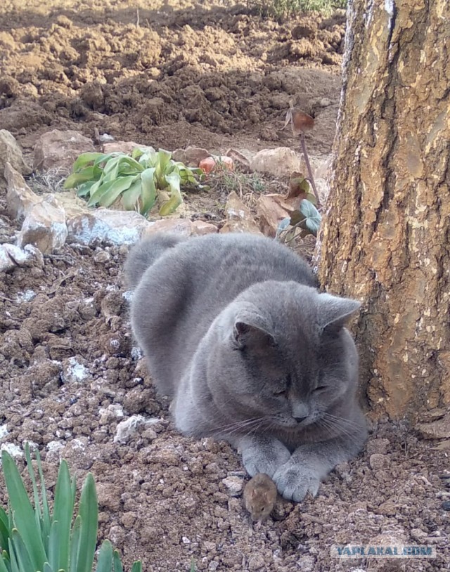 К котовторнику. Пришел жить