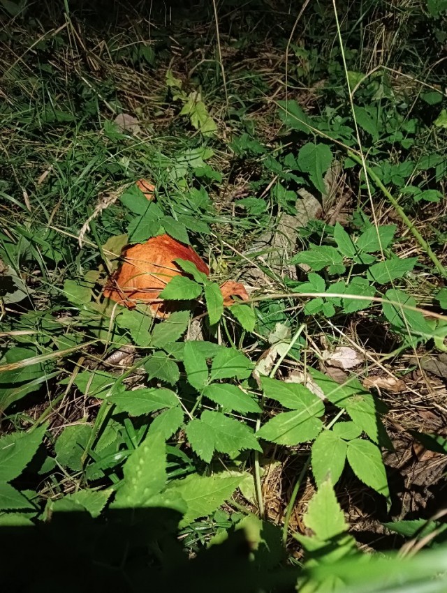 СлонотЯп-2. Начало