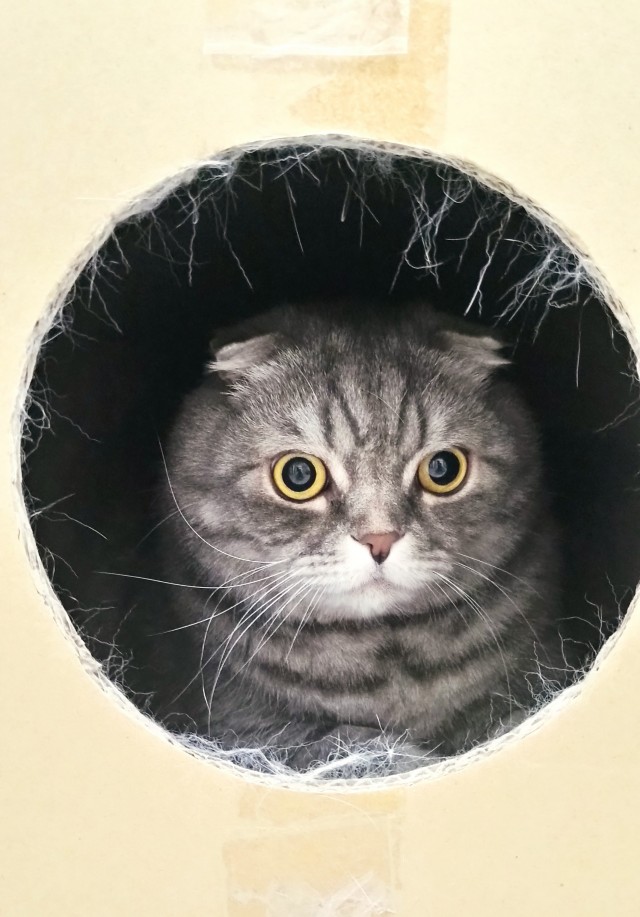 Котовторник, погнали: мой Нафаня