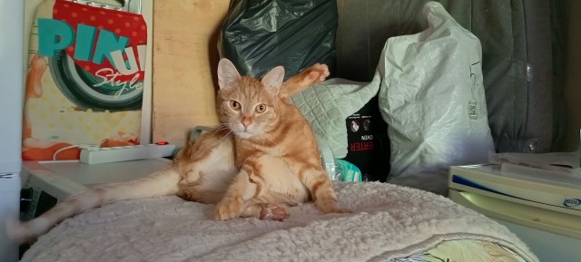 Спящий кот