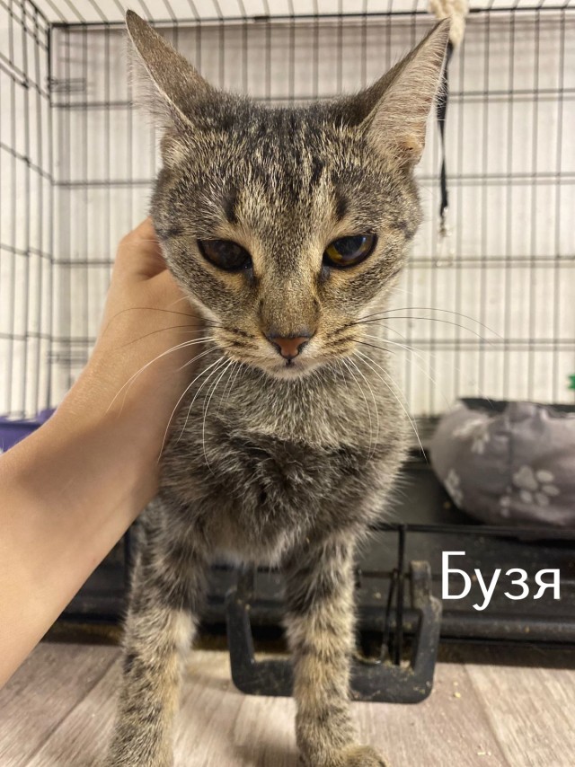 Жизнь домашнего приюта "Котоленд" 515